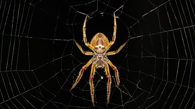 Tarantula eller Wolf Spider: Hvem er den mest frygtede edderkop?